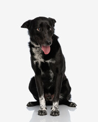 shy metis black dog with tongue exposed looking to side and panting