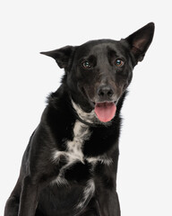 Happy black dog sticking out tongue and looking forward