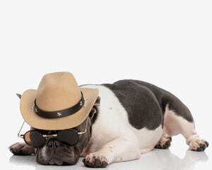 cute french bulldog puppy with cowboy hat and glasses laying down