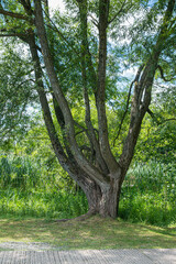 Tall tree with branches and rough brown bark surrounded with green vegetation