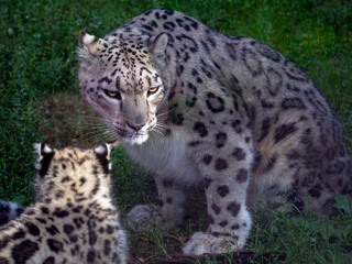 Obraz premium Snow leopard family. Female with cub. A female snow leopard sits next to her baby. The cub sits with its back to us.
