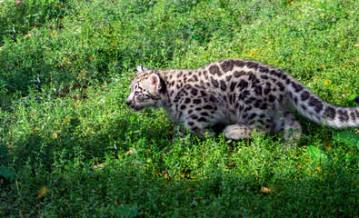 Little cute baby snow leopard. A snow leopard cub sneaks through the grass. Summer natural background with baby animal.