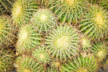 Close up cactus in desert garden in Xiamen botanical garden,Xiamen,China