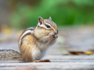 Eating chipmunk, profile portrait close-up, outdoors