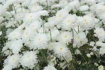 Close-up of vibrant chrysanthemum flowers blooming in full detail. Nature concept