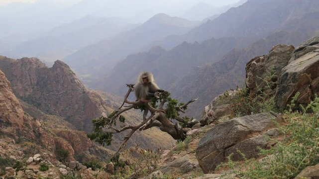 Al Taif , Saudi Aarabia Al Hada Mountain in Taif City, Saudi Arabia with Beautiful View of Mountains and Al Hada road inbetween the mountains. (aerial photography)