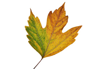 Obraz premium Single autumn leaf with detailed veins and vibrant colors isolated on white