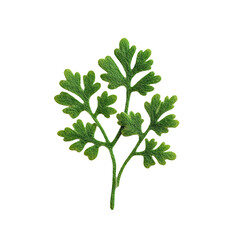 A vibrant green sprig of cilantro, perfect for culinary uses and garnishing dishes, adding fresh flavor to various cuisines., isolated on a transparent background.