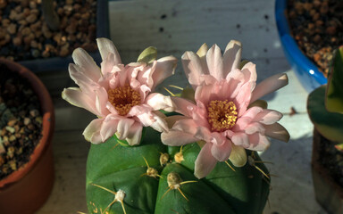 Cactus Gymnocalycium buenekeri: flowering. Home decor