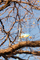 autumn leaves in the water