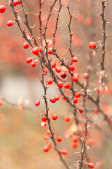 red autumn leaves