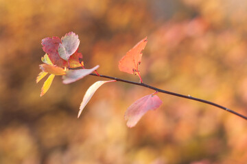 red autumn leaves