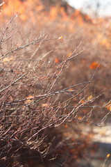 autumn leaves background