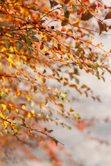 autumn leaves background