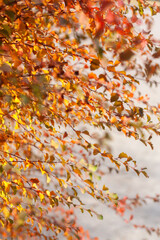 autumn leaves background