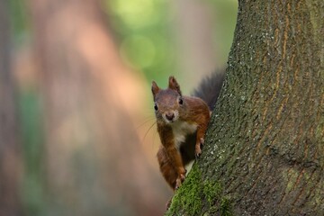 squirrel on a tree