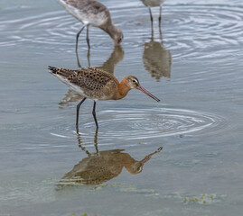 Black-tailed godwit - Limosa limosa