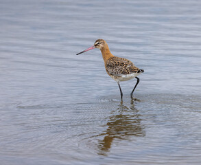 Black-tailed godwit - Limosa limosa