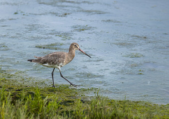 Black-tailed godwit - Limosa limosa