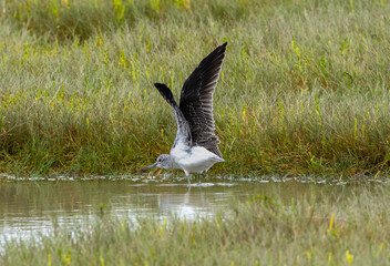 Common greenshank - Tringa nebularia
