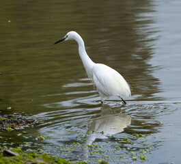 Little egret -Egretta garzetta