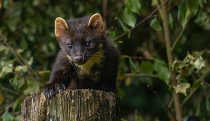 Pine marten - Martes martes