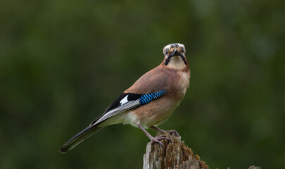 Jay - Garrulus glandarius