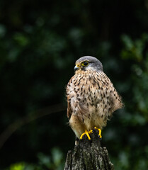 Kestrel - Falco tinnunculus