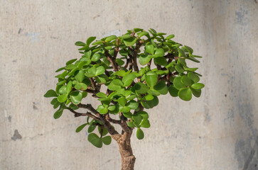 Portulacaria afra bonsai. Stylish plant. Home decor