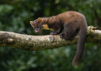 Pine marten - Martes martes