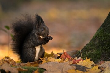 squirrel eating nut
