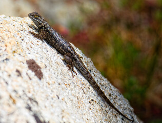 Lizard on a Sunlit Rock in Natural Habitat