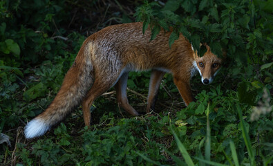 Red fox - Vulpes vulpes