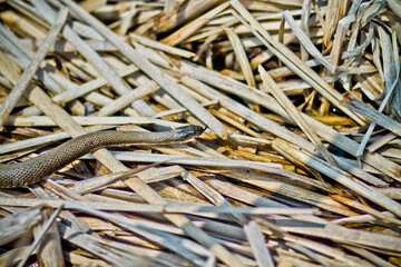 Snake Slithering Through Dry Grass and Sticks