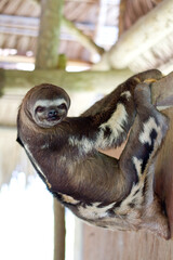 Three-Toed Sloth Relaxed and Hanging in a Shelter © Vladislav