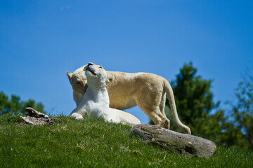 Two Lions Playfully Interacting on a Grassy Hill
