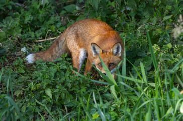 Red fox - Vulpes vulpes