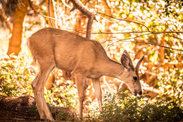 Young Deer Grazing in a Sunlit Forest