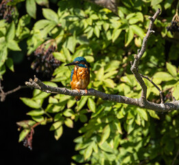Kingfisher - Alcedo atthis