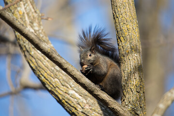 Black Squirrel Eating Nut on Tree Branch