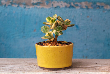 Money tree Crassula var. Alba. Bonsai style. Plant for home