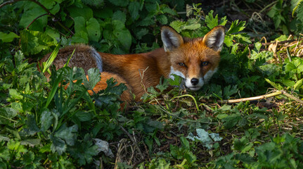 Red fox - Vulpes vulpes