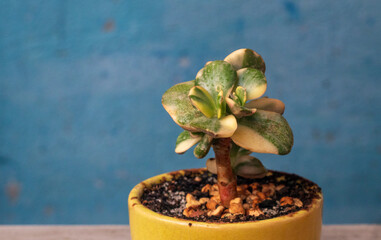 Money tree Crassula var. Alba. Bonsai style. Plant for home