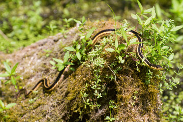Garter Snake Camouflaged in Mossy Habitat