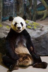 Giant Panda Sitting in a Zoo Habitat
