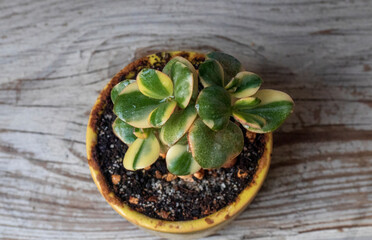 Money tree Crassula var. Alba. Bonsai style. Plant for home