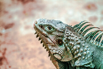 Close-Up Profile of an Iguana with Detailed Scales