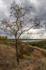 Beautiful valley with a forest. Sunny day with clouds