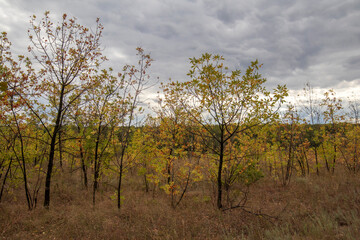 Beautiful valley in the rays of the rising sun. Trees in autumn