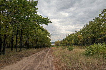 Beautiful valley with a forest. Sunny day with clouds